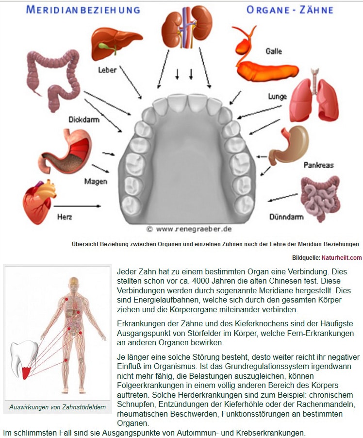 Organ Zähne